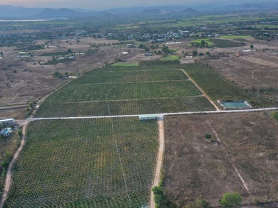 Bán vườn thanh long ruột đỏ, Khu vực đá quý Xã Hồng Liêm, Huyện Hàm Thuận Bắc, Bình Thuận 2