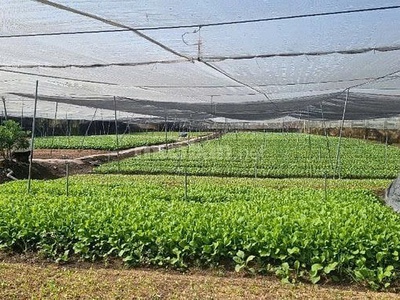 Chính chủ bán đất đất trồng cây lâu năm đường bờ kênh, ngay trại nấm, ấp tân lập, xã tân thới nhì, 1
