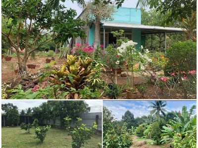 Em gái đi mỹ định cư nên cần bán gấp mảnh vườn sầu riêng có 400m thổ cư nhà ở coi vườn 0