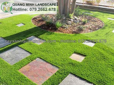Bán cỏ nhung Nhật đủ loại, đủ số lượng giá rẻ ở Đồng Nai, HCM 0