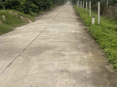 Cô hằng cần bán gấp đất vườn trồng vải trứng tại huyện phù cừ, hưng yên 3