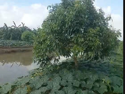 Cô hằng cần bán gấp đất vườn trồng vải trứng tại huyện phù cừ, hưng yên 2