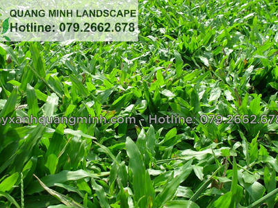 Trồng cỏ lá gừng dài trồng tại nhà máy uy tín ở Đồng Nai, HCM 0