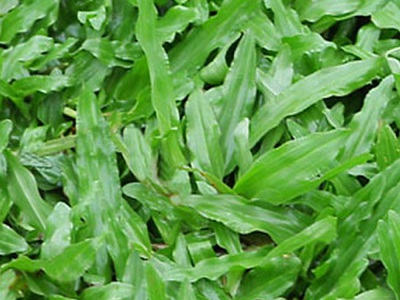 Cỏ lá gừng trồng cỏ tự nhiên sân bóng 0