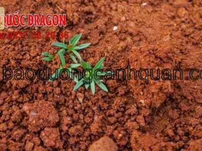 Cung cấp đất màu trồng cây ở Đồng Nai - Giải pháp cho không gian xanh 1