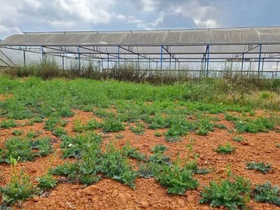 Bán đất biệt thự đường thái phiên, phường 12, tp đà lạt 2