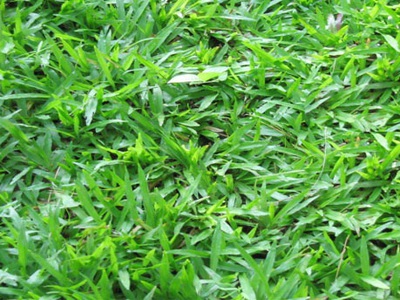Bán Cỏ Lá Gừng nhà máy, cỏ sân bóng đá ở Đồng Nai 1