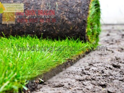 Bán Cỏ Lá Gừng nhà máy, cỏ sân bóng đá ở Đồng Nai 0