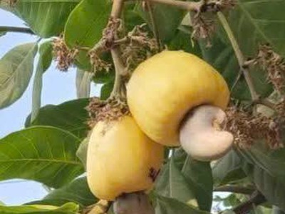 Siêu hót mới về, chính chủ chỉ có. duc hoa long an     đất full thổ cư mt đường nhựa xây dựng tự do 1