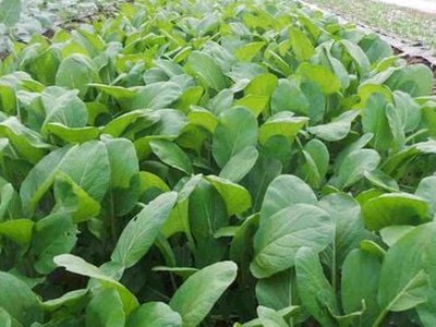 Cách Trồng Rau Cải Tại Nhà   Bí Quyết Đơn Giản Cho Nhà Nông 0