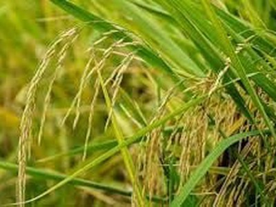 Lúa giống ngắn ngày hiệu quả: Giải pháp tối ưu cho mùa vụ 0
