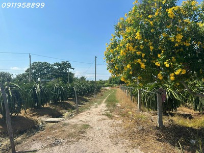 Bán gấp 8.2 sào đất ont tân tiến - tx lagi giảm mạnh còn 290tr/m sào sổ riêng, gần biển 4