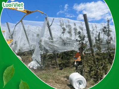Lưới nhưa HDPE - Giải pháp bảo vệ cây trồng hiệu quả 2