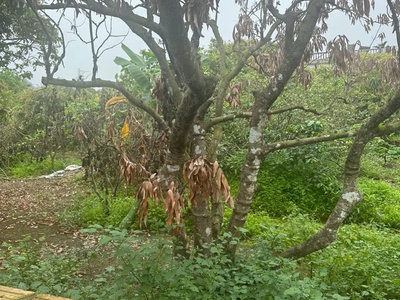 Gia đình chuyển nhà có nhu cầu bán lô đất 125m2 tại xã Thanh Hồng, huyện Thanh Hà. 3