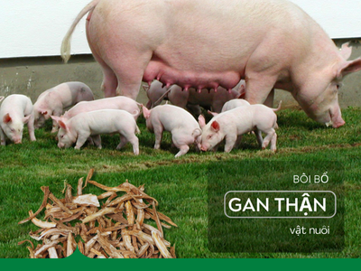 Thảo dược tăng cường chức năng gan thận cho vật nuôi 0