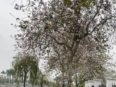 Bán gấp  biệt thự vườn tt15 - kđt nam an khánh: vị trí trung tâm, giá cực tốt 2