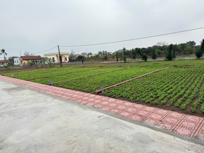 Bán đất trung tâm thị trấn quất lâm gần bãi tắm, quảng trường từ 1 tỷ 2