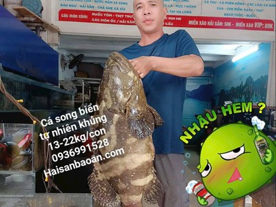 Báo giá cá mú vip ngon tuyển chọn ở hà nội 0