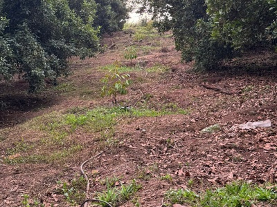 Chính chủ bán đất tại thôn 8 , huyện ea h  leo, tỉnh đắk lắk 2