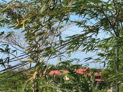 Chính chủ cần bán lô đất đẹp tại ấp 3, hòa hội, mộc xuyên bà rịa- vũng tàu 3