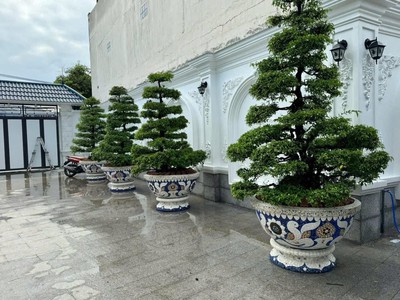 Chậu hoa đắp sành sứ , chậu cẩn miểng , chậu xoay 360 độ , chậu kích thước khủng 8