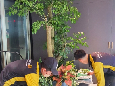 Chậu Trồng Cây Composite Vinapot: Lựa Chọn Tối Ưu Cho Không Gian Xanh 1