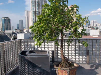 Chậu Trồng Cây Composite Vinapot: Lựa Chọn Tối Ưu Cho Không Gian Xanh 2