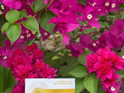 Yến Sào Khánh An- Tổ Yến Chưng Đường Phèn, Hạt Sen, Kỷ Tử - Món Ngon Thanh Nhiệt Cho Mùa Hè 0