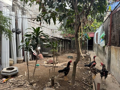 Bán đất Thư Trung Ngô Gia Tự. Giá rẻ 0