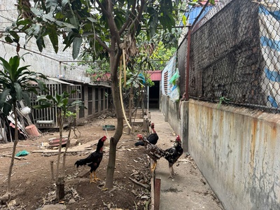 Bán đất Thư Trung Ngô Gia Tự. Giá rẻ 1