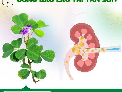 Vị thuốc quý mát gan, điều trị sỏi thận hiệu quả 0