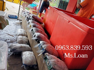 Thùng giữ lạnh thái lan 450L ướp hải sản công nghiệp khối lượng lớn. 4
