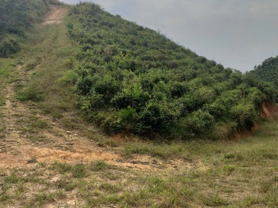 Chính chủ bán đất trồng chè   cà phê view đẹp tại đại lào   bảo lộc  2