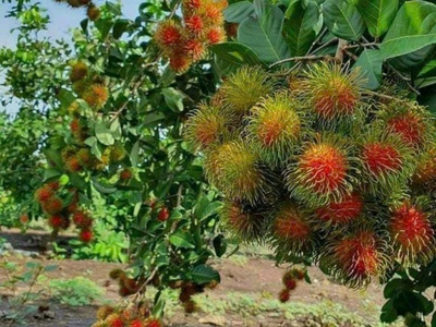 Quá ngộp 3500m2 300tc chốt 1 tỉ không thương lượng 2