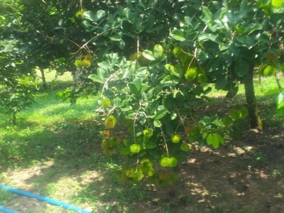 Quá ngộp 3500m2 300tc chốt 1 tỉ không thương lượng 1