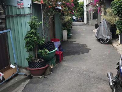 Cho thuê nhà nhỏ riêng biệt. nhà hẻm ngõ. xe hơi đi đc, hẻm 736 lê đức thọ gò vấp 0