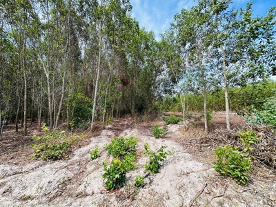 Bán 4000m2 đất mặt tiền 719b - tân bình - tx lagi chỉ 66 triệu/m ngang 1