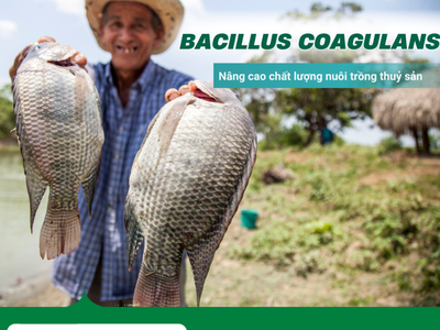 Men tiêu hóa hỗ trợ cân bằng hệ vi sinh đường ruột tôm cá 0