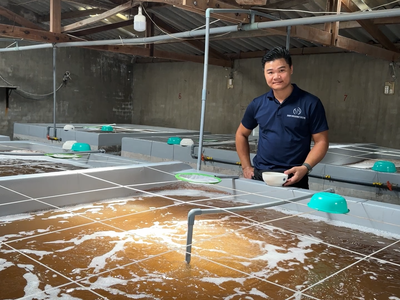 Tôm Giống Nam Đại Dương Ninh Thuận 0
