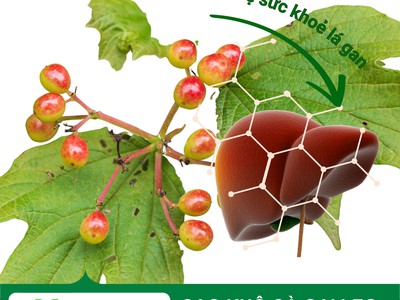 Cung cấp Cao khô Cà gai leo Hỗ trợ bảo vệ, giải độc gan 0