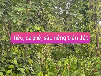 Bán gấp lô đất mặt tiền nhựa 8m giá chỉ 435tr tại ea tiêu-cư kuin- đắk lắk 3