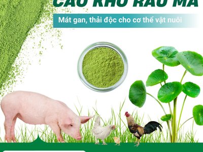Vị thuốc giải nhiệt, giảm viêm đường hô hấp cho vật nuôi trong mùa nóng 0