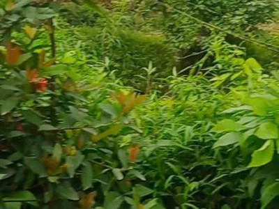 Bán nhanh đất đẹp chính chủ- vị trí đẹp 1200m2 -quang tiến, hòa bình 4