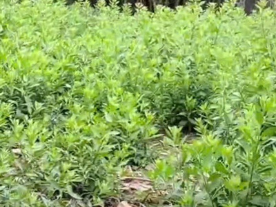 Lô đất vàng làng nghề trống đọi tam - tiên sơn - duy tiên 1