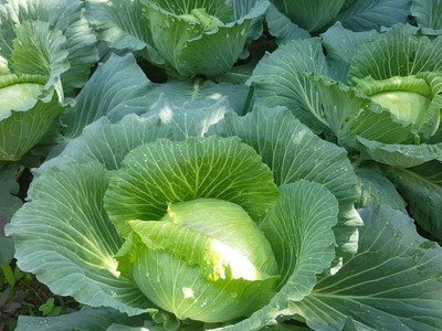 Bắp Cải Thu Hoạch Quanh Năm   Bí Quyết Canh Tác Hiệu Quả 0