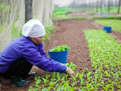 Cách Trồng Cây Cải Xanh Bằng Hạt: Bí Quyết Đạt Hiệu Quả Cao 0