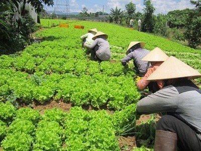 Mô Hình Trồng Rau Ngắn Ngày: Hiệu Quả Kinh Tế Cao 0
