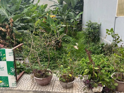 Siêu phẩm hoa hậu phố hải thành 2, Dương Kinh, HP 1
