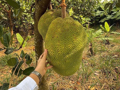 Bán vườn trái cây đã thu hoạch - ngay khu dân cư - đường ô tô vào tận đất - điện nước có sẵn 2