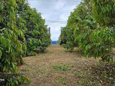 Cả nhà em sang mỹ định cư nên cần bán gấp vườn sầu riêng hiện có 300 cây và nhà trên đất đã có điện 2